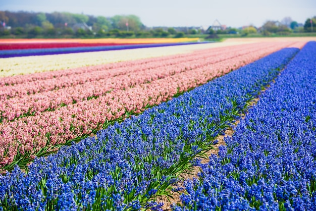 Campo de jacintos en Holanda