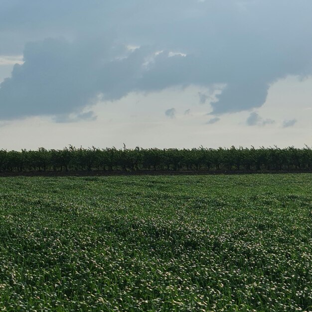 Un campo de judías verdes y un cielo nublado