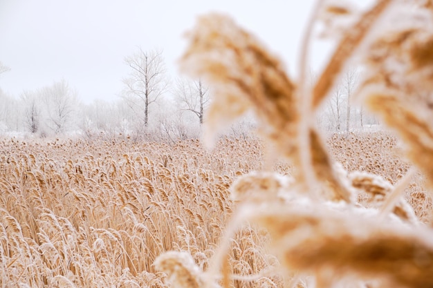 Campo de juncos espolvoreados con nieve blanca.