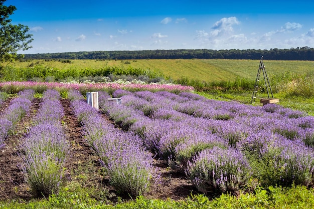 Campo de lavanda y agricultura detrás del paisaje de verano.