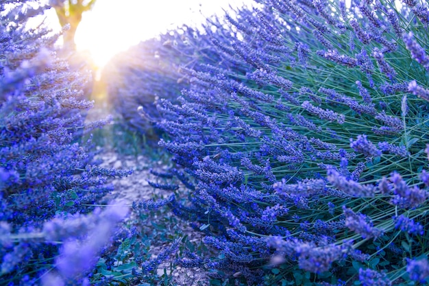 Campo de lavanda al atardecer Valensole Plateau Provence