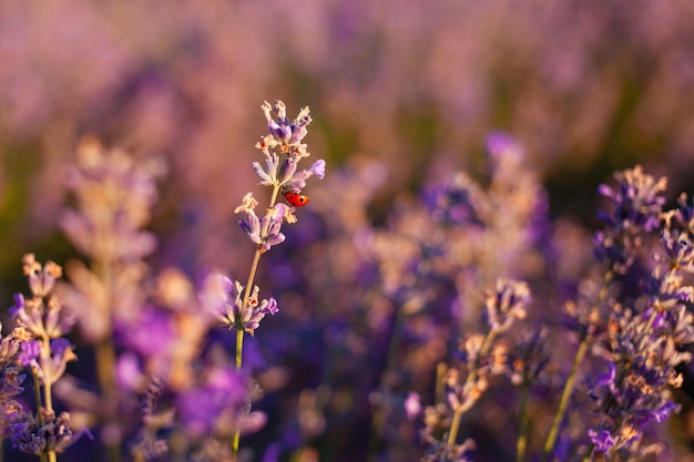 Campo de lavanda al atardecer