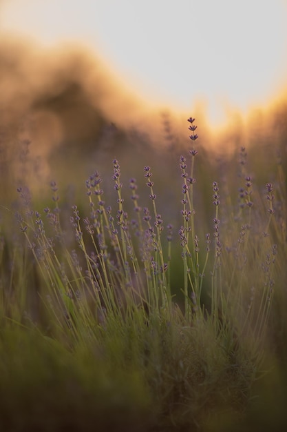 Un campo de lavanda al atardecer.