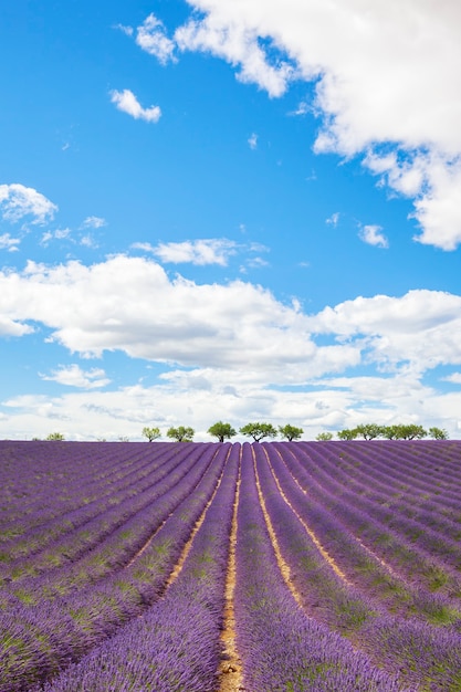 Campo de lavanda con árboles en Provenza, Francia