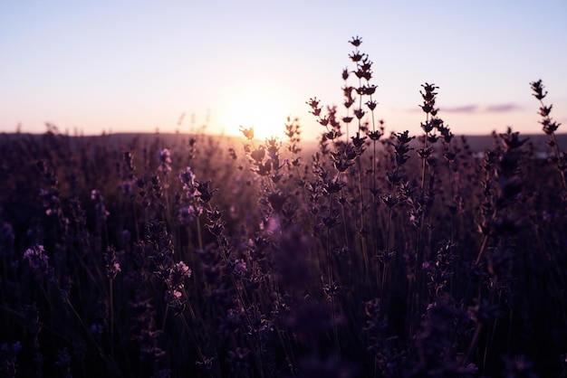 Campo de lavanda en el atardecer de verano