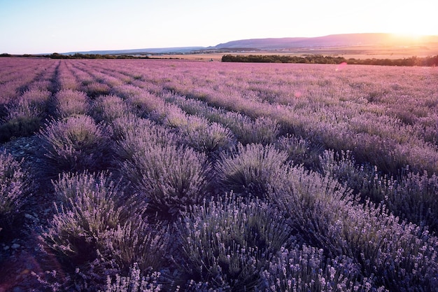 Campo de lavanda en el atardecer de verano