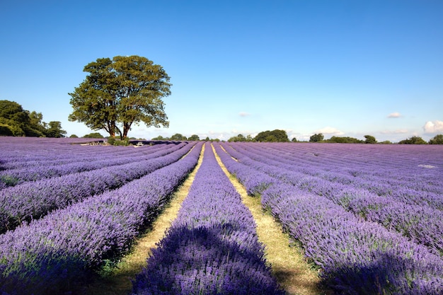 Campo de lavanda en Banstead Surrey