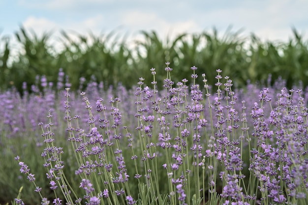 Campo de lavanda Campo de maíz campo horizontal