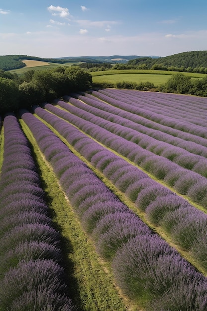 Un campo de lavanda en el campo.