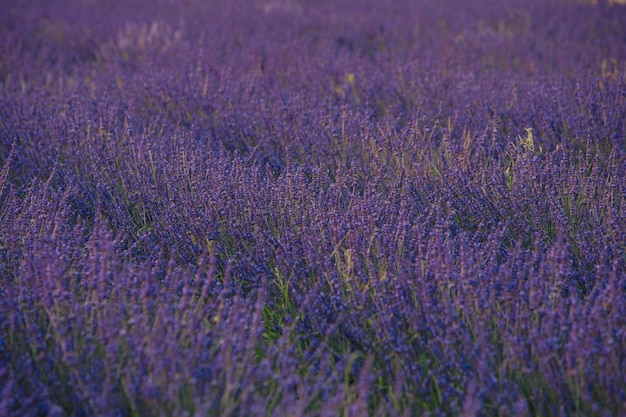 Campo de lavanda de cerca