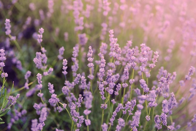 Campo de lavanda de cerca