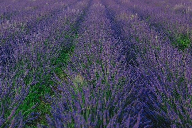 Campo de lavanda cerrar espacio de copia