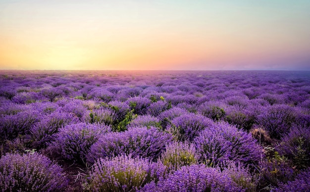 campo de lavanda en el cielo del amanecer. Amanecer en la lavanda.