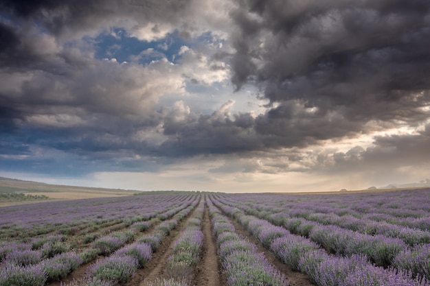 Campo de lavanda y cielo dramático al amanecer