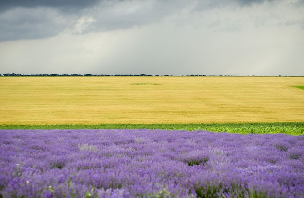 campo de lavanda con cielo y nubes