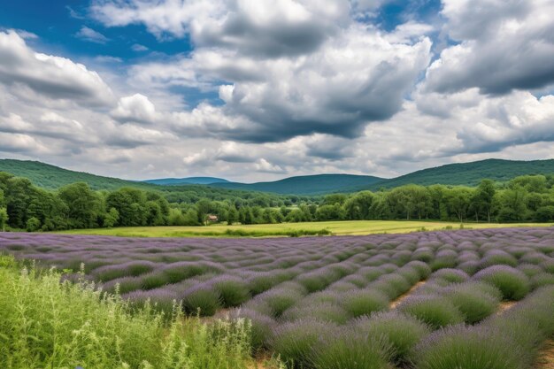 Campo de lavanda con colinas y nubes en el fondo creado con ai generativo