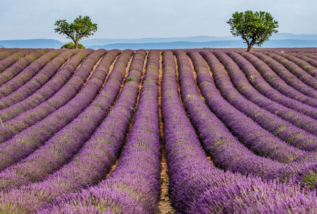 Un campo de lavanda en un día de verano.