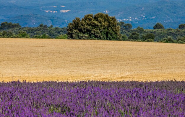 Un campo de lavanda en un día de verano.