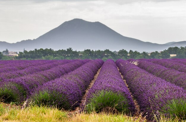 Un campo de lavanda en un día de verano.