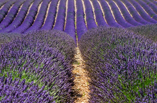 Un campo de lavanda en un día de verano.