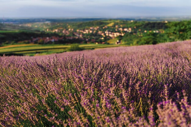 Un campo de lavanda en flor a la luz de la tarde