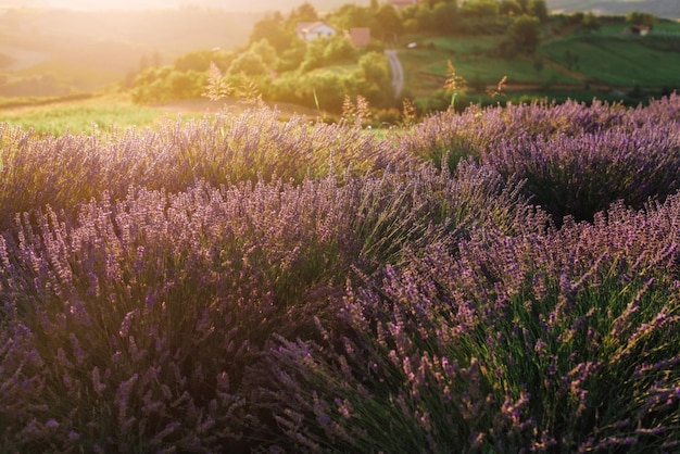 Un campo de lavanda en flor a la luz de la tarde