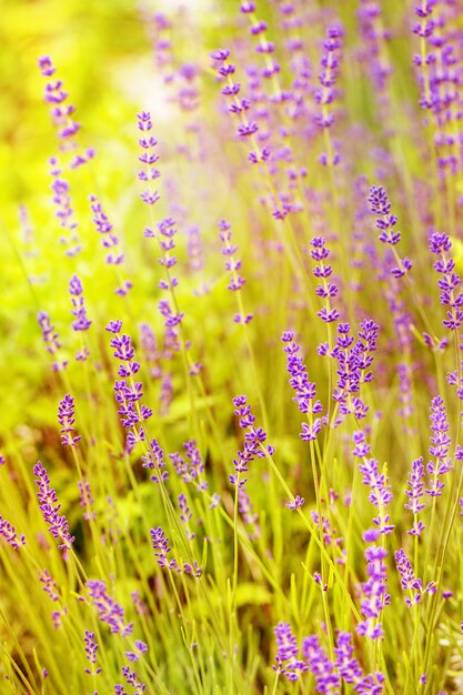 Campo de lavanda en flor