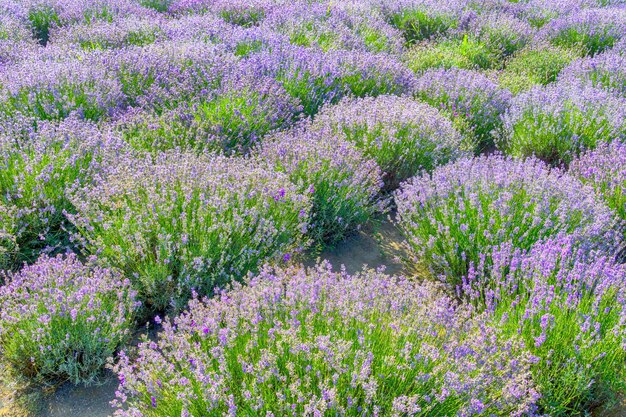 El campo de lavanda en flor