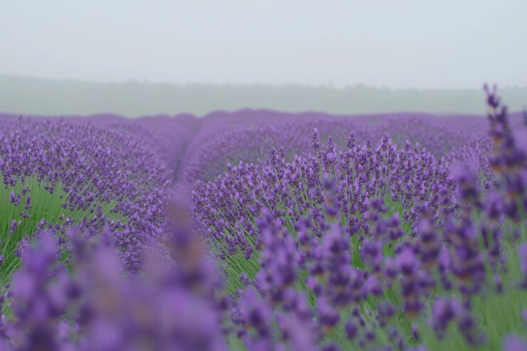 El campo de lavanda florece bajo la suave luz de la mañana en un entorno tranquilo.