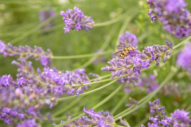 Campo de lavanda floreciente. Flores de verano. Naturaleza de enfoque selectivo