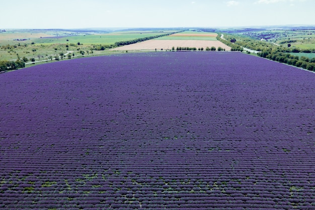 Campo de lavanda con flores en flor vista aérea drone campo púrpura sol de verano vista superior o vista aérea ...
