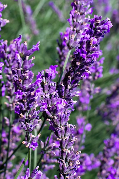 Campo de lavanda flores de lavanda púrpura en un día soleado vertical