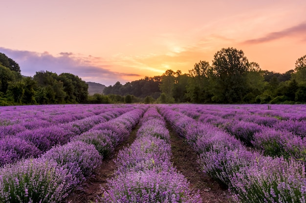 Campo de lavanda. Flores perfumadas florecientes de la lavanda hermosa con el cielo dramático.