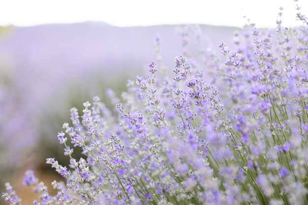 Campo de lavanda de fondo abstracto púrpura con