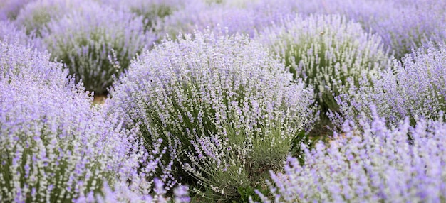 Campo de lavanda de fondo abstracto púrpura con