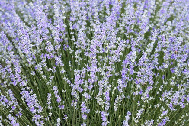 Campo de lavanda de fondo abstracto púrpura con