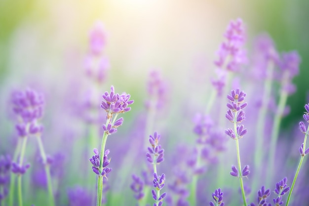 Campo de lavanda con un fondo borroso