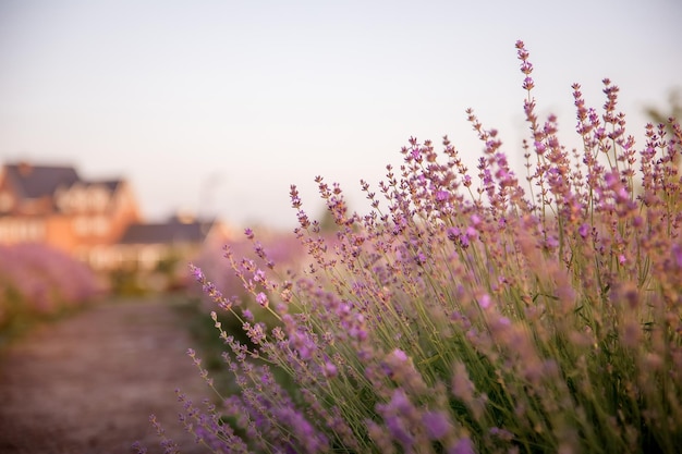 Un campo de lavanda frente a una casa.