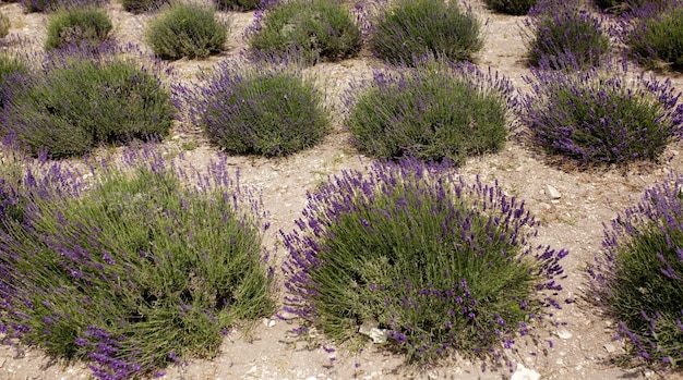 Campo de lavanda Lavandula angustifolia Lavandula officinalis