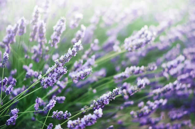 Campo de lavanda en la luz del sol con espacio de copia.