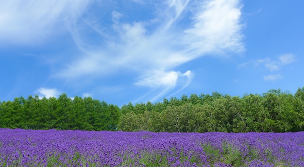 campo de lavanda, naturaleza en Japón