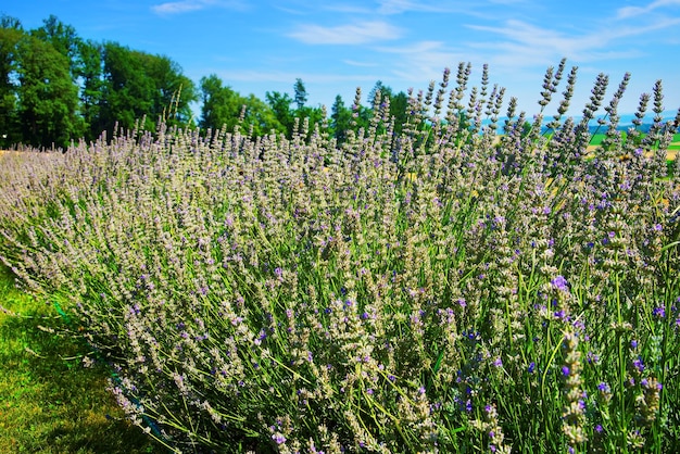 Campo de lavanda en el patio interior de un pueblo suizo en Yverdon les Bains en el distrito de Jura Nord Vaudois del cantón de Vaud, Suiza.