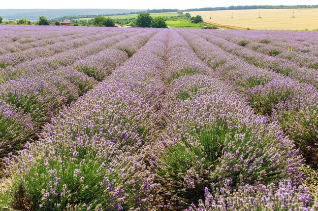 Campo de lavanda puesta de sol y líneas