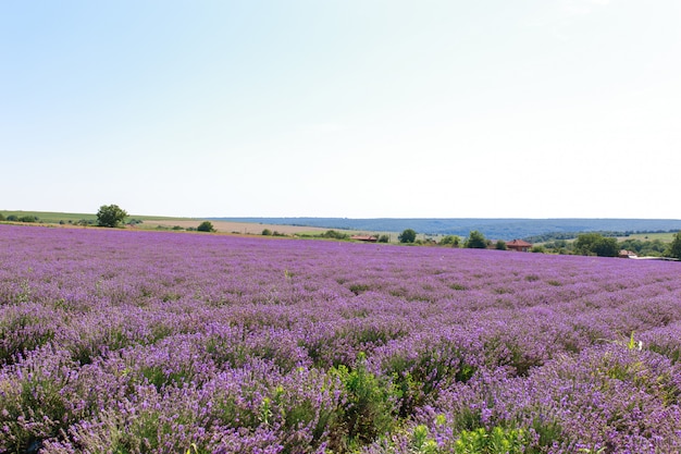 Campo de lavanda puesta de sol y líneas