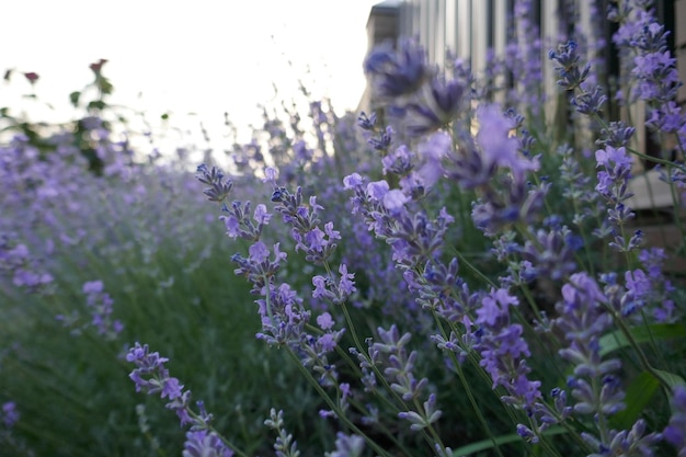 Campo de lavanda púrpura de cerca