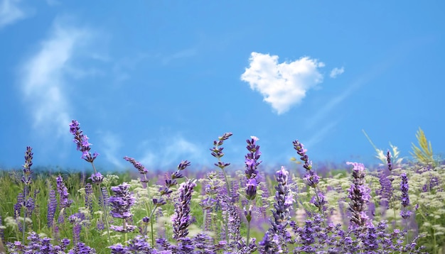 campo de lavanda silvestre en primer plano cielo azul y nubes en forma de corazón paisaje pronóstico del tiempo