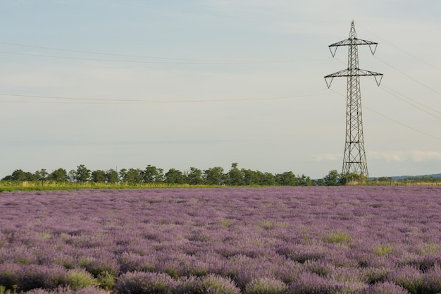 Campo de lavanda y una torre de alta tensión en la naturaleza