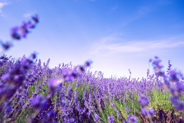 Campo de lavanda en el verano