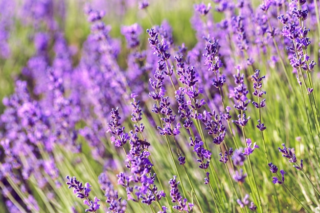 Campo de lavanda en verano