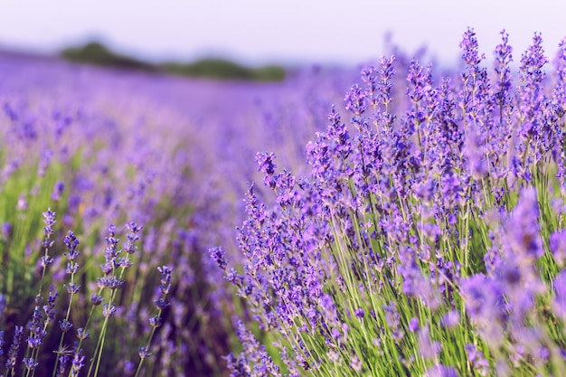 Campo de lavanda en el verano